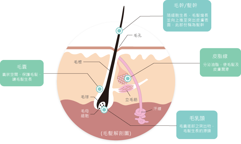 因为孩子太小,头发毛囊发育不全,很可能不能提取到足够的dna.